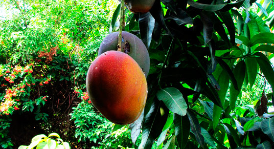 Fruta de temporada